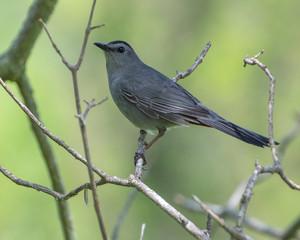 Catbird Perched On A Branch