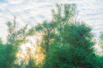 Spring is in the misty air with the lush green foliage of trees in a green pasture in sunlight at a yellow sunrise in a spring morning