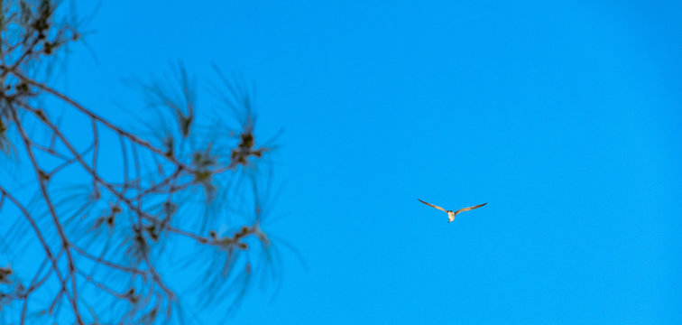 Seagull Flying At Sanibel Beach, Florida © Julio