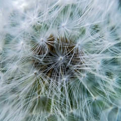 A blowball with all its seeds macro pattern