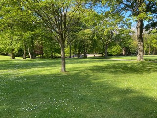 Sunny meadow with flowers and old trees, late spring in, Lister Park, Bradford, Yorkshire, England