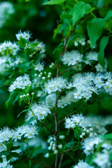 A lot of small white natural flowers on a green background