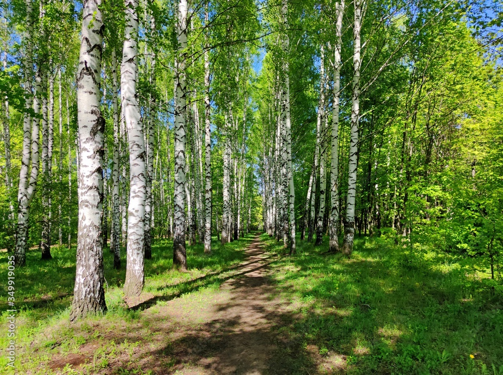 Wall mural path in a green birch grove on a sunny day