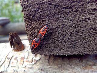 two red bugs mate on a gray wooden board on a sunny day