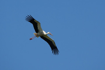 cigogne décollage