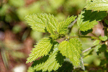 Fototapeta na wymiar close up of green leaves of nettle