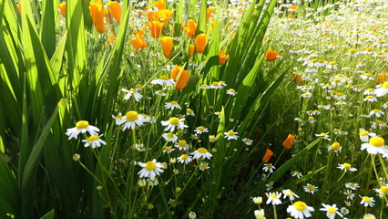 spring meadow with flowers