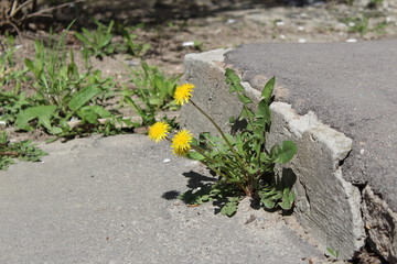 yellow dandelion flowers sprouted at the steps on the asphalt