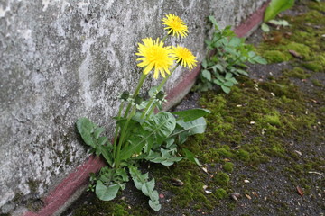 yellow dandelion flowers sprouted at the house on the asphalt 