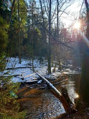 stream in the forest during winter