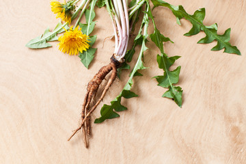 Young fresh dandelion roots on a wooden background