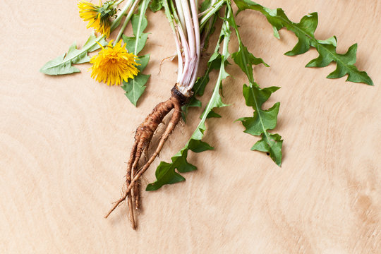 Young fresh dandelion roots on a wooden background