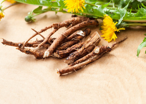 Young fresh dandelion roots on a wooden background