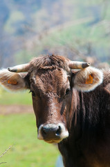 Cow looking at the camera. blur background.