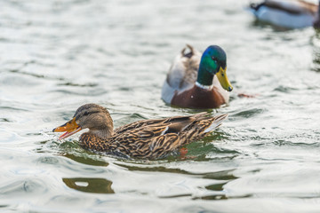 duck swimming in lake in the park