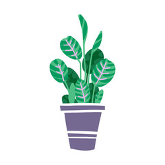 House plant in pot. Beautiful hand drawn isolated vector illustration with Maranta.