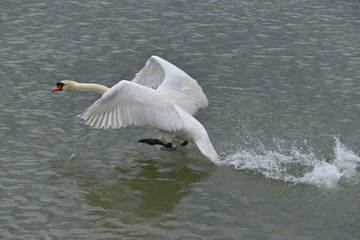 cygne