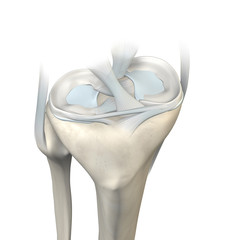Knee joint, menisci and ligaments, medically 3D illustration - obrazy, fototapety, plakaty