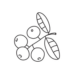 Vector stock illustration with single object: plant, hand drawn, doodle style.