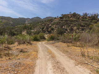 Fototapeta na wymiar century-old olive trees and pine in a mountainous landscape of the Alpujarra (Spain)