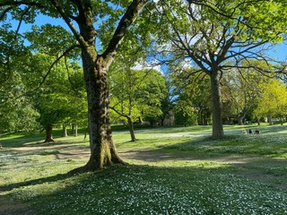 Tree landscape, featuring a meadow with flowers, on a late spring day, in Lister Park, Bradford, Yorkshire, England
