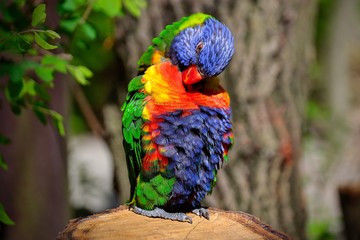rainbow lorikeet in the tree