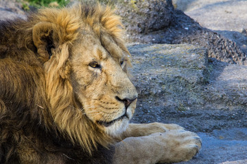 portrait of a lion