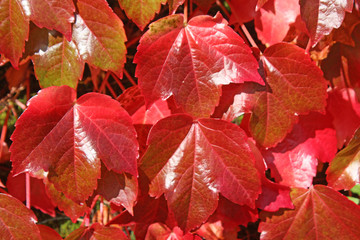 Virginia creeper on a wall in autumn	