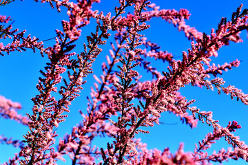 Tamarix rose bush in the garden and blue sky.