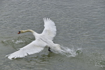 Fototapeta premium cygne