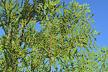 Thuja decorative tree growing near the house.