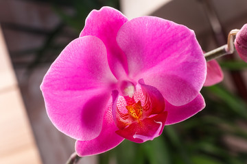 Naklejka na ściany i meble Beautiful orchid flower in orchid garden for beauty and agriculture concept design. Phalaenopsis Orchidaceae.