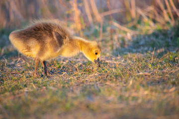 Canadian Goslings and family around a marsh in early spring