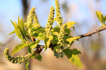 Fototapeta premium spring flowers on apple tree