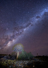 quiver tree under mikyway, nightscape , in the Karoo, south africa