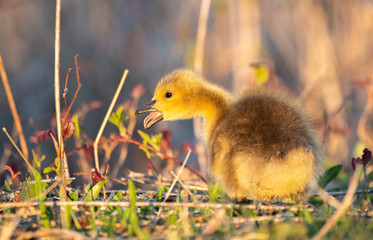 Canadian Goslings and family around a marsh in early spring
