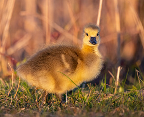 Canadian Goslings and family around a marsh in early spring