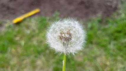 Dandelion and nature