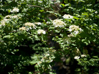 common snowberry, gewöhnliche Schneebeeren