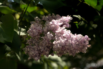 Fototapeta premium Awakening of garden trees and flowers. The first spring flowers.