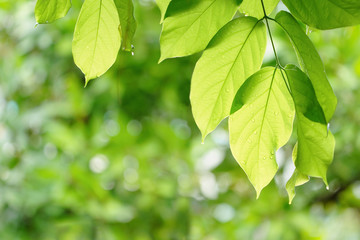 Fototapeta na wymiar Green leaves with bokeh green blurred background. 