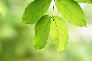 Green leaves with bokeh green blurred background.  