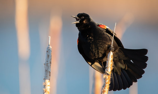 Red winged blackbird in a marsh in early spring