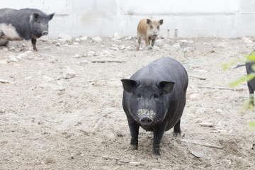 Schwarzer Schwein sieht in die Kamera