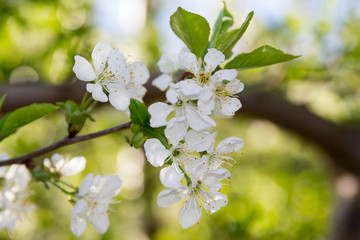 Cerisier blanc