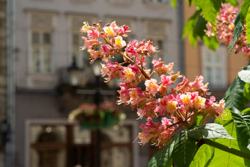 Awakening of garden trees and flowers. The first spring flowers.