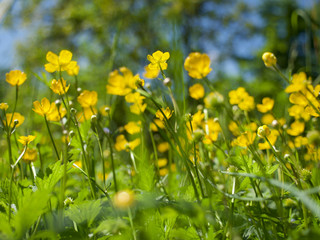buttercups field, Butterblumenfeld