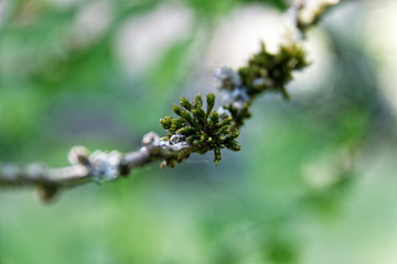 close up of willow branches