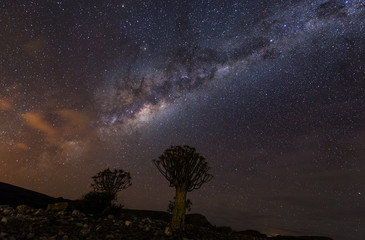 quiver tree under mikyway, nightscape , in the Karoo, south africa