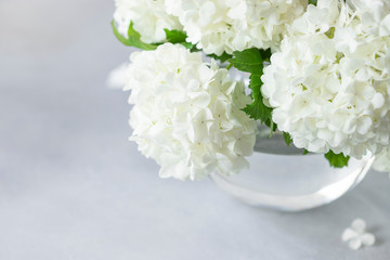 Close-up of delicate white flowers of Viburnum opuses on a gray background. greeting card. Mothers day, birthday, wedding celebration concept. place for text